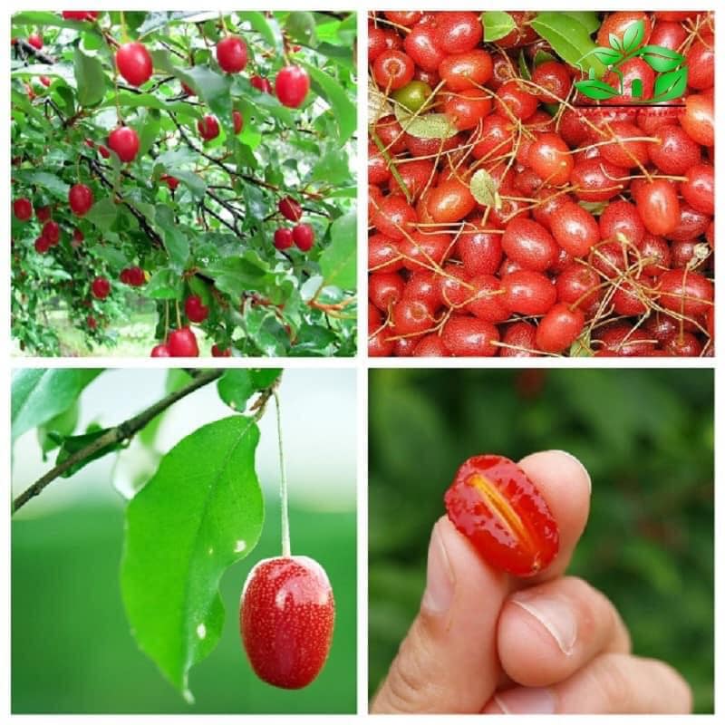 CÂY NHÓT NGỌT MỸ