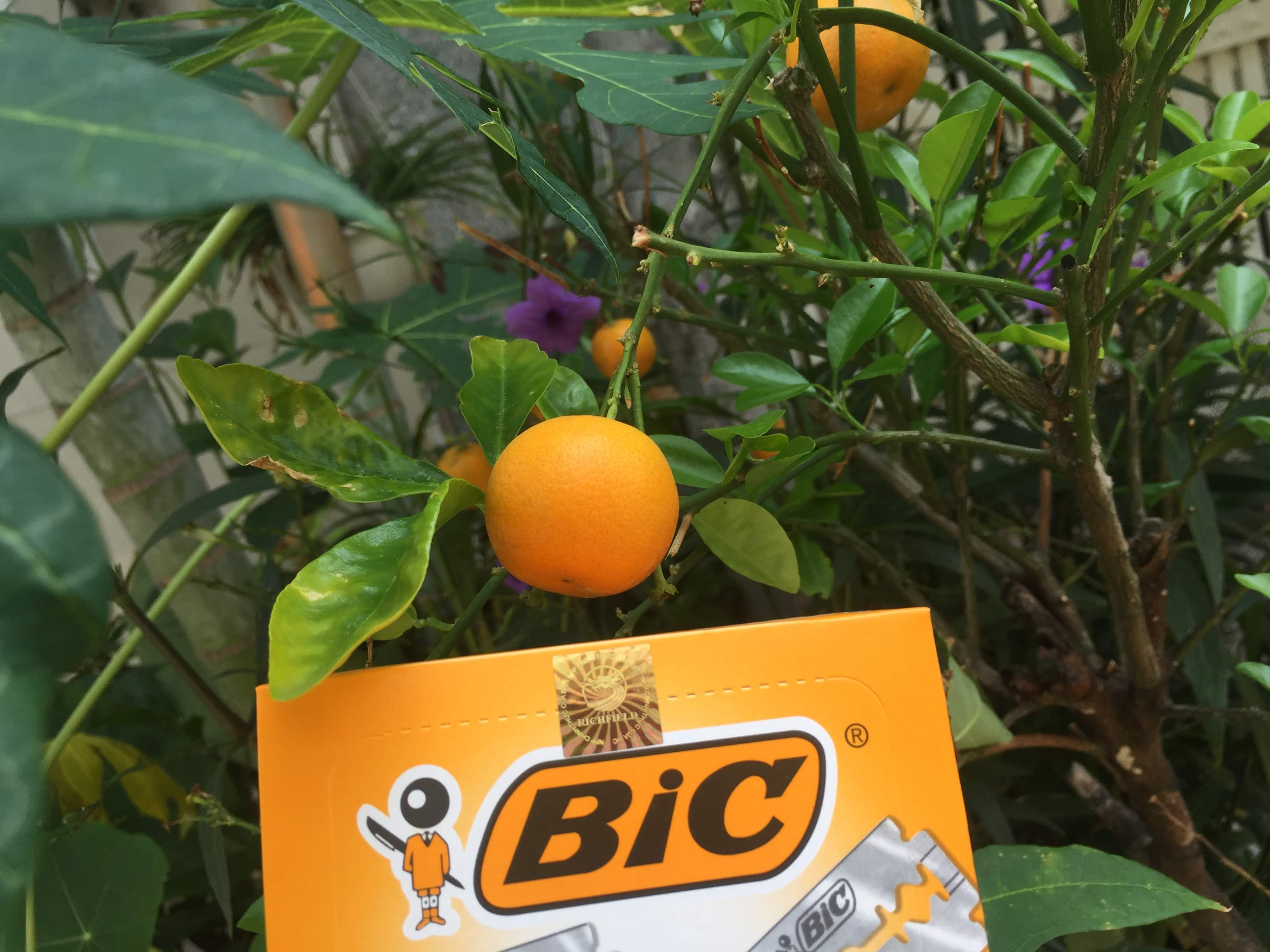 5 hộp dao lam Bic siêu bén siêu bền 25 lưỡi
