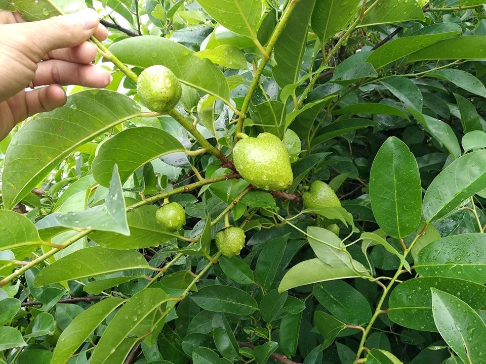 Xả hàng - cây bình bát giống 683lz