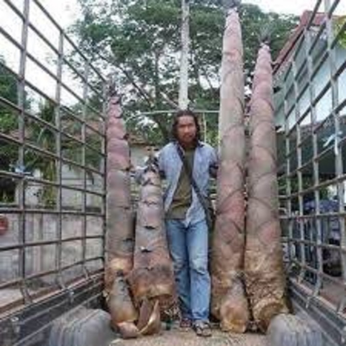 Cây TRE KHỔNG LỒ THÁI LAN