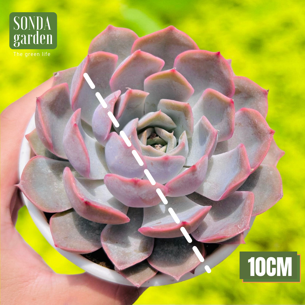 SEN ĐÁ HỒNG CÁNH CỨNG SIZE TRUNG BÌNH LỖI 1 ĐỔI 1