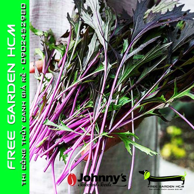 1.500 HẠT GIỐNG CẢI MIZUNA TÍM CENTRAL RED – Johnny’s Seeds – Mỹ
