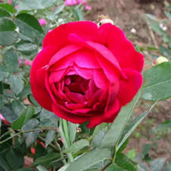 [Học Viện Nông Nghiệp I ] combo 2 bầu Hồng cổ Đỏ Huế – Hồng Quế Son cổ thơm , cây giống bầu ươm nguyên bản từ cây mẹ xịn