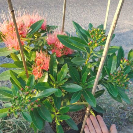 [Cây giống hoa] Mai Thái đỏ - Trang Flowers