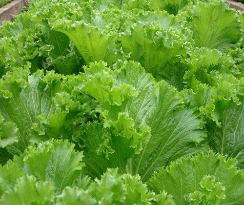Hạt giống cải bẹ mào gà