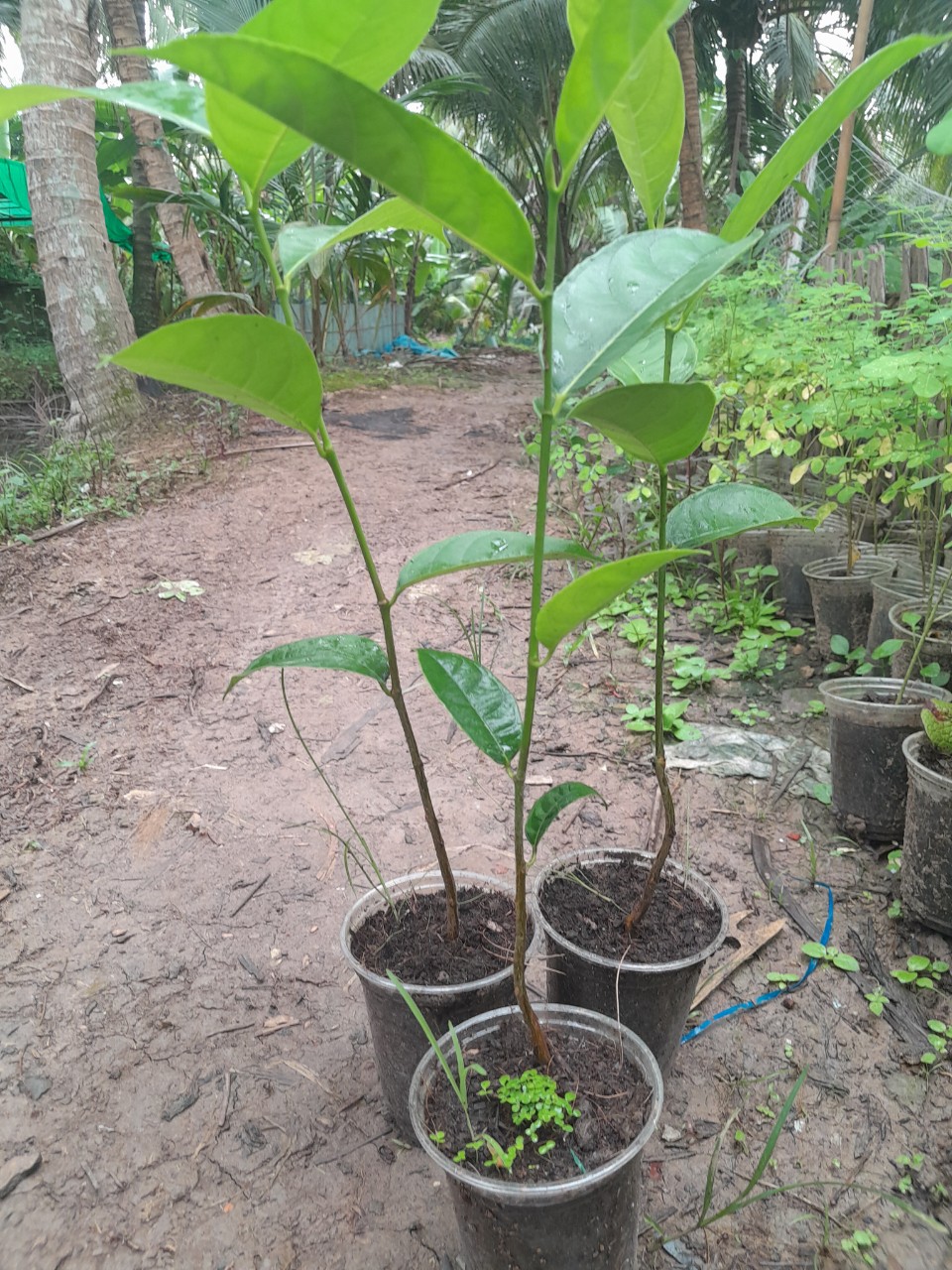 Cây Mít Thái giống, cây cao 25cm