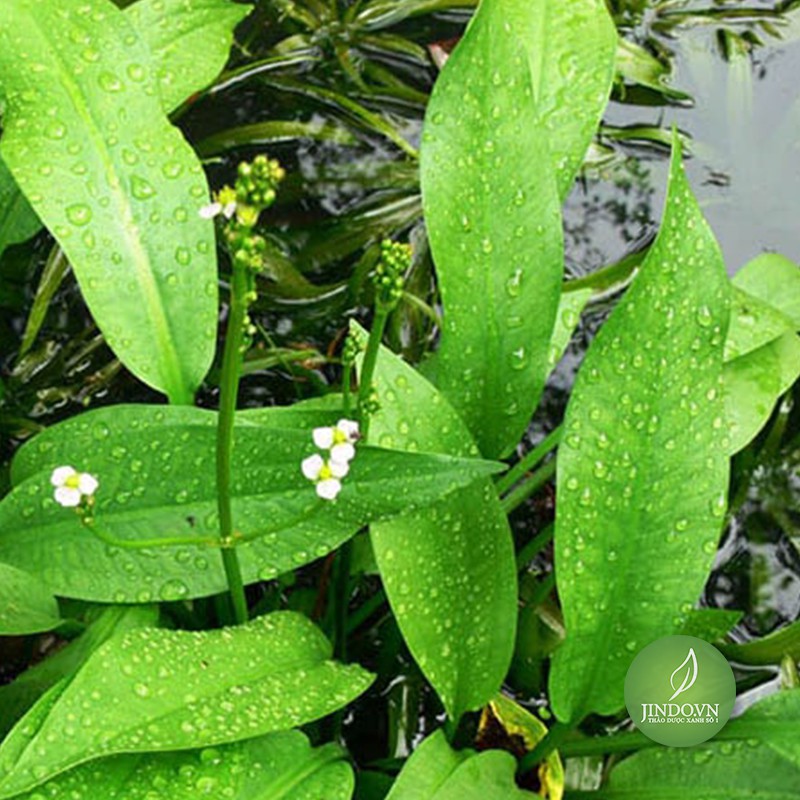 Trạch tả -EG367 trachta