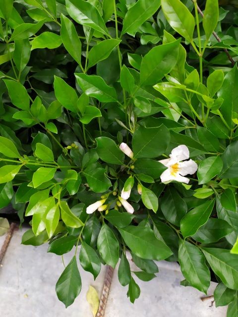 CÂY HOA NGUYỆT QUẾ - HOA THƠM NGÁT,- CÂY CẢNH, CÂY LỚN GỬI NGUYÊN BẦU