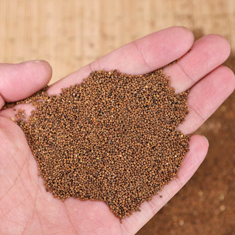 [Hàng mới về] Thỏ ty tử khô 500g - Thảo Dược Tấn Phát - trà ngon bổ dưỡng giúp bổ gân cốt - hàng sạch chuyên dùng để pha trà và nấu cháo cực kỳ hiệu quả