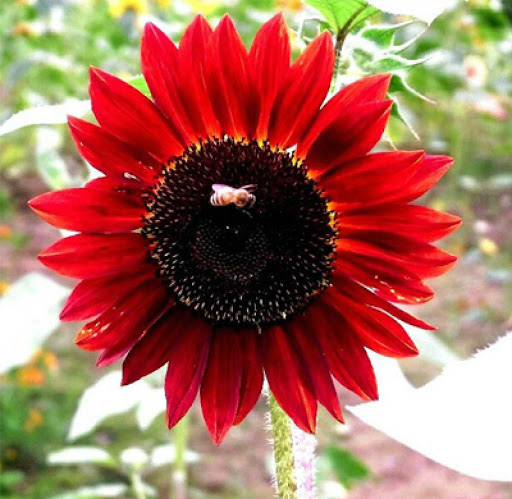 Hạt giống hoa Hướng Dương Đỏ VTS08 | Vạn Tín Store