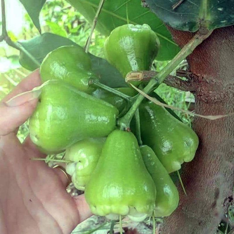 Cây giống mận xanh đường siêu sớm (trồng chậu) (cây giống siêu sớm có bảo hành )
