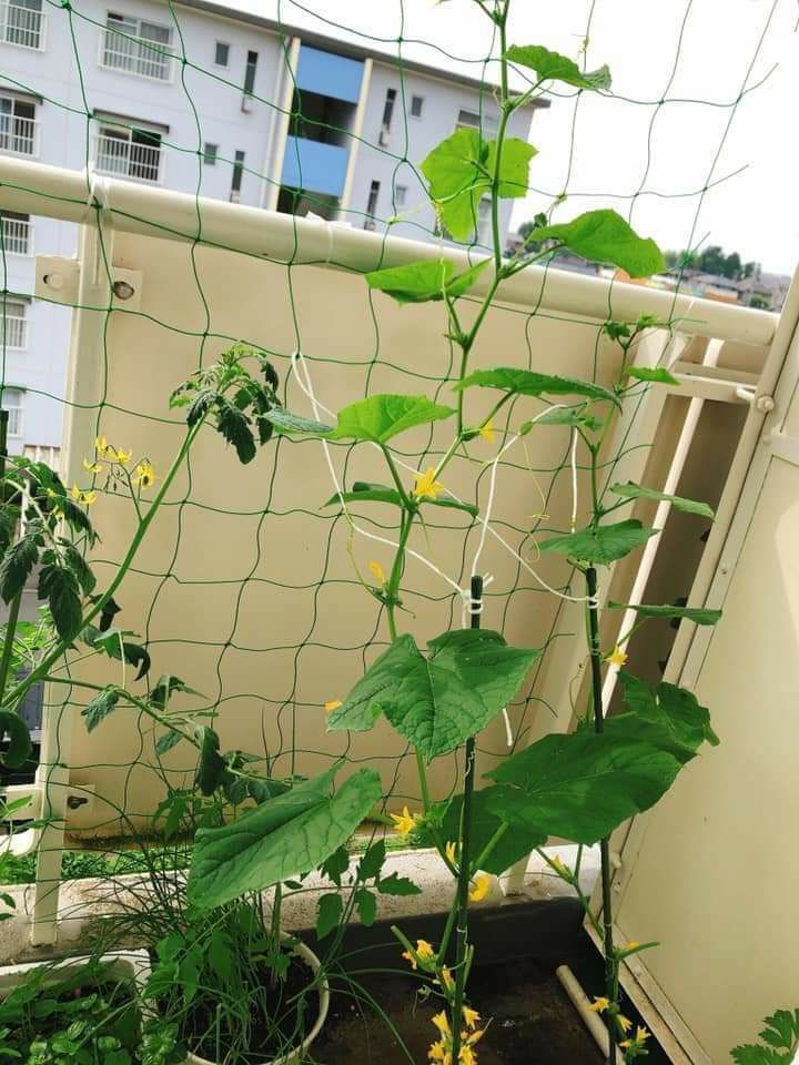 Lưới Trồng Cây Keo Giàn 3m x 5m