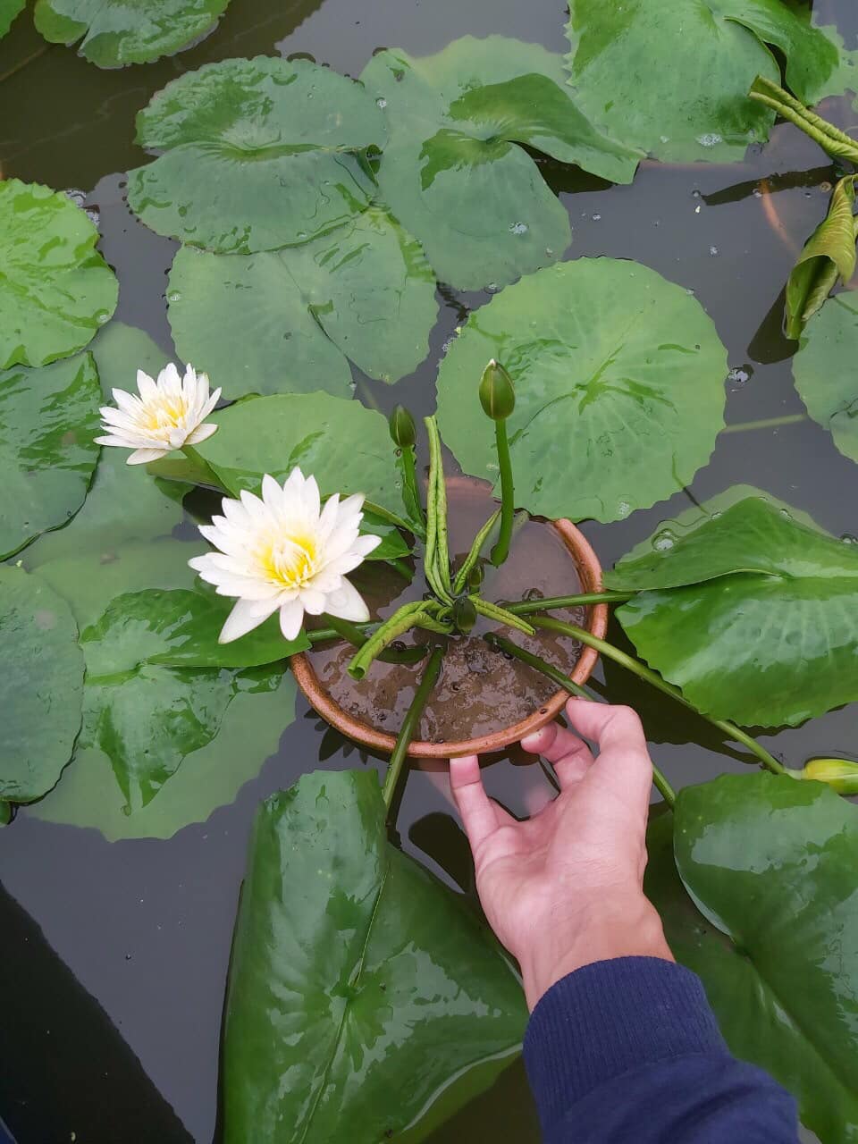 ( Chỉ gưi miền bắc- trung) Cây hoa súng Thái trắng 03