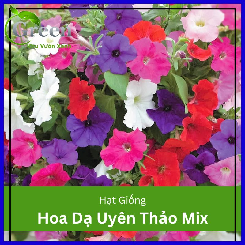 Hạt Giống Hoa Dạ Uyên Thảo Nhiều Màu (Gói 0.03 gam ~ 300 hạt) Hoa To, Sai Hoa, Trồng Quanh Năm