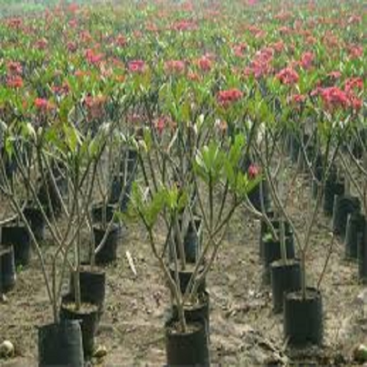 (giảm giá) CÂY ĐẠI ĐỎ , Cây đẹp chuẩn giống