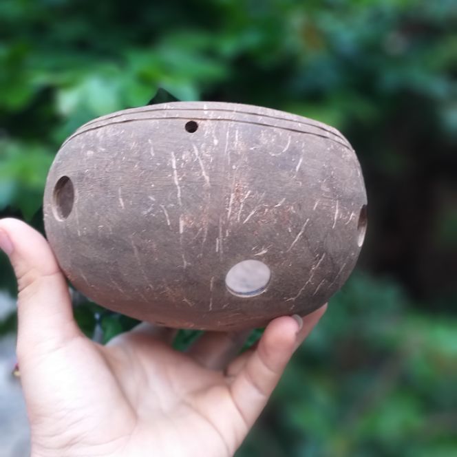 Gáo dừa trồng lan, hoa