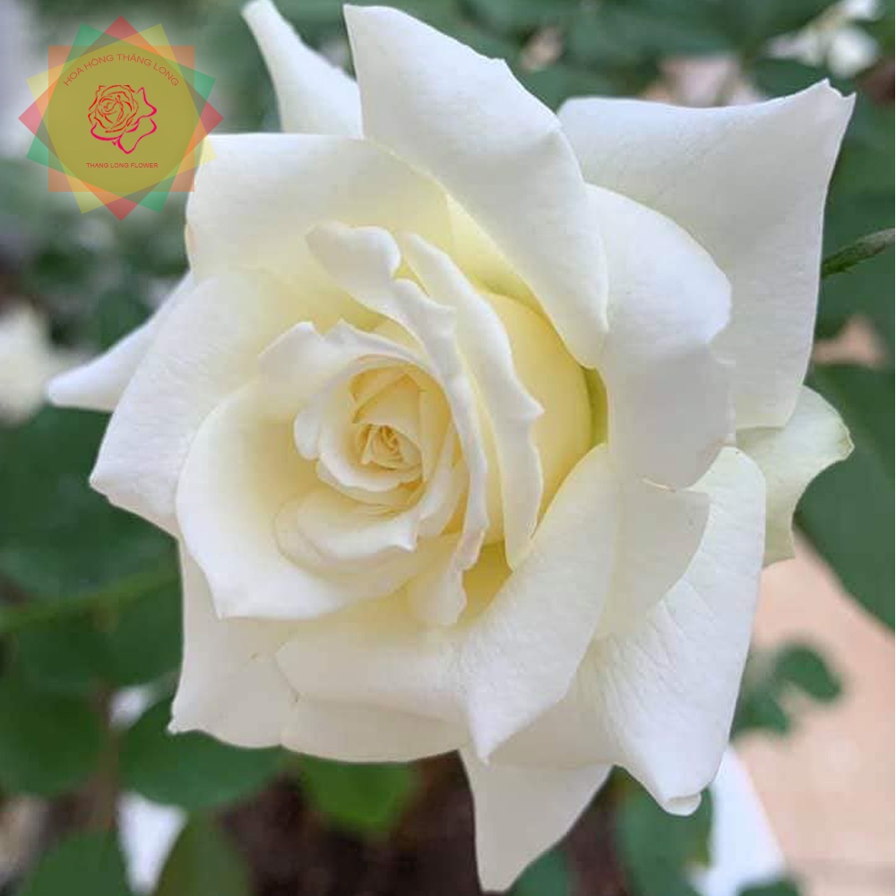 Cây hoa hồng ngoại John Paul II trắng - chậu to cây trưởng thành
