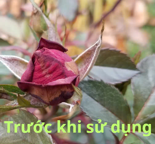 MUA 5  TẶNG 1 - PHÂN VI SINH ĐIỀN TRANG TRICHO META ROSE 100G