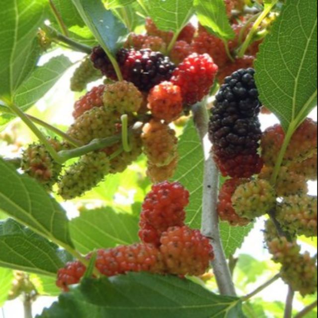 Xả Hàng - 01 Cây Dâu Tằm Ta Đã Có Trái Siêu Sai 40cm 683lz