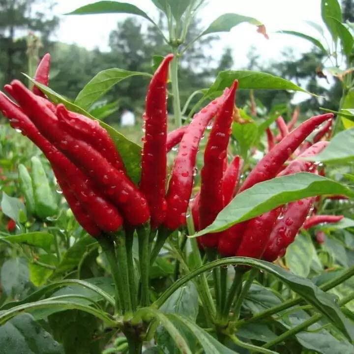 50H - #Hạt_Giống_Ớt_Chùm_Đỏ ( tặng kèm kích mầm và phân bón )