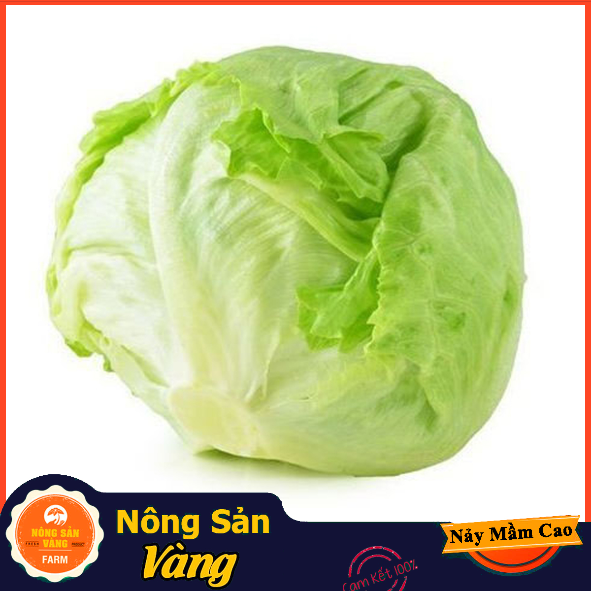 Minetto American salad seeds high sprout seeds, uniformly germination ratio and good growth (2 gram pack)-shallow yellow