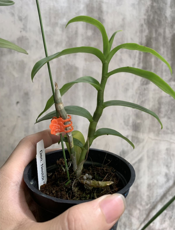 Hoa phong lan trầm rồng đỏ