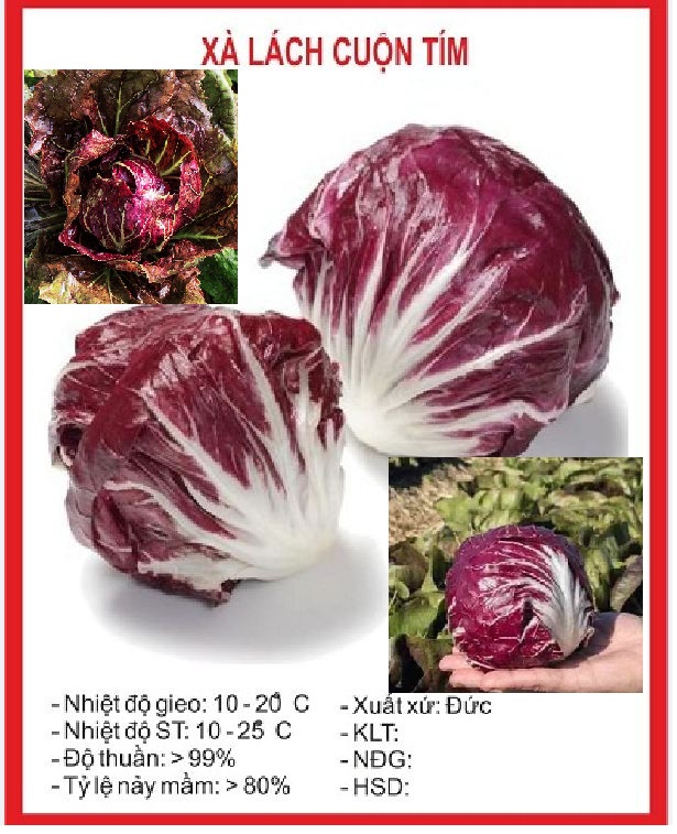 Combo 3 gói hạt giống rau xà lách cuộn tím