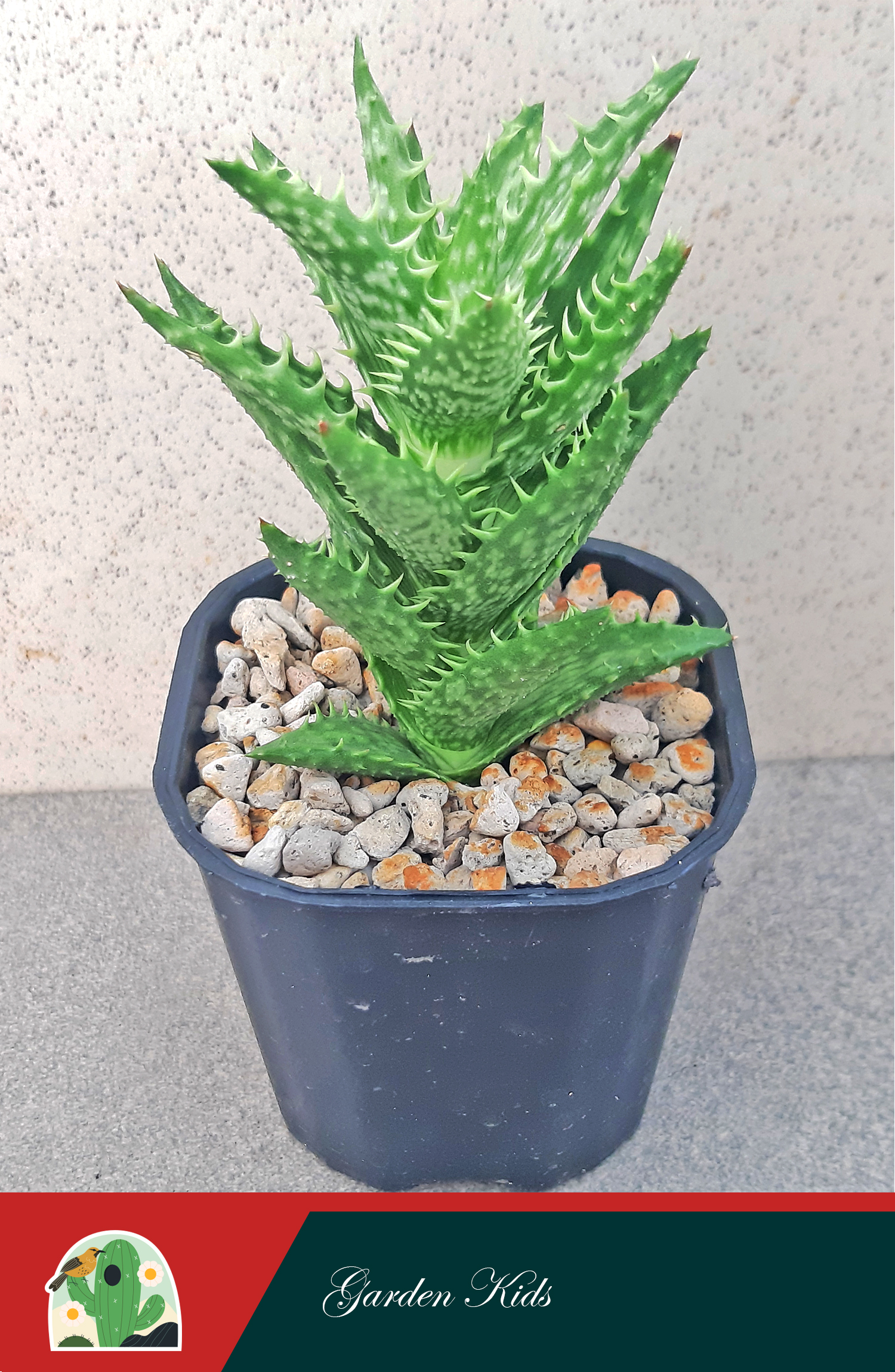 Sen đá hàm cá sấu (Aloe Juvenna)
