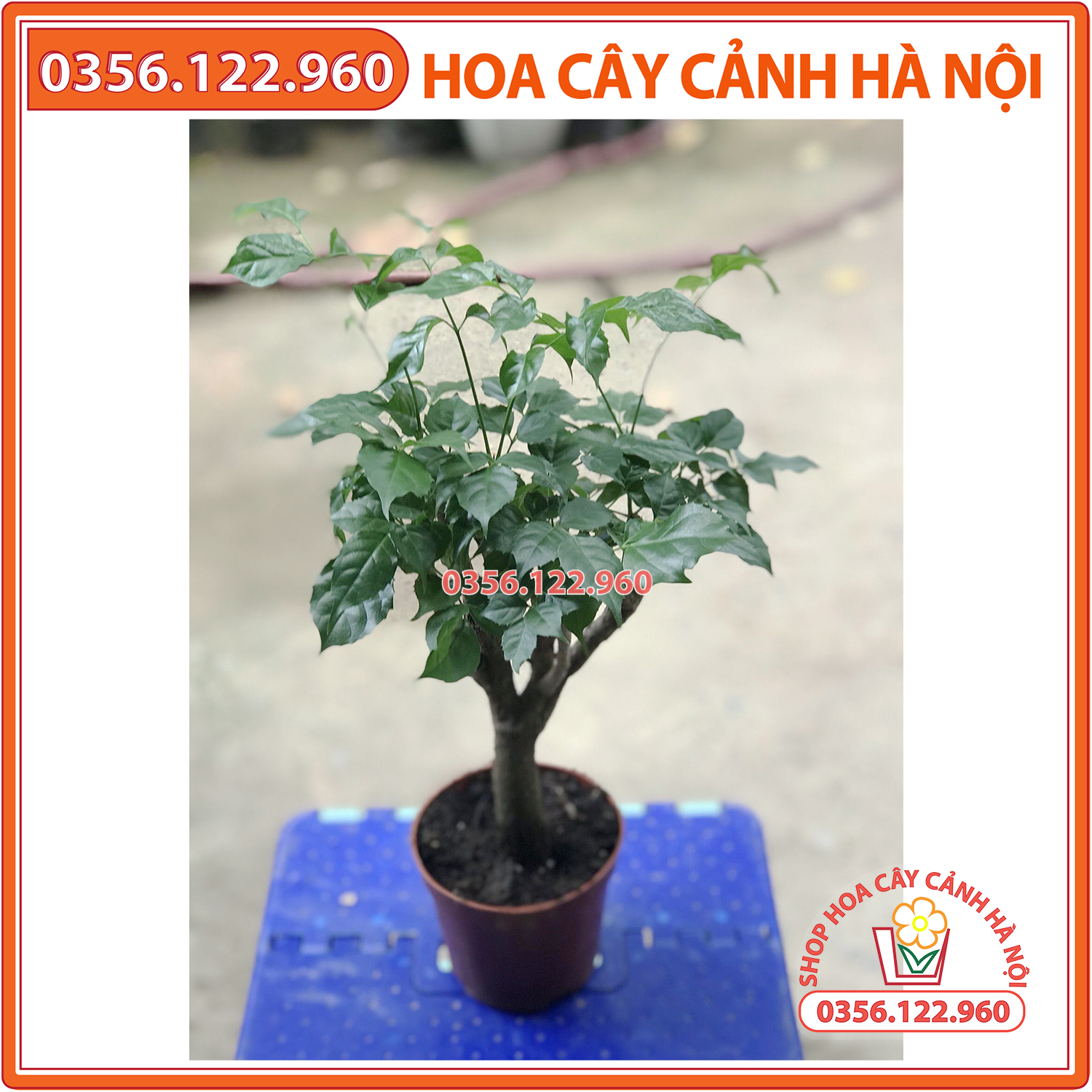 cây hạnh phúc thân gỗ