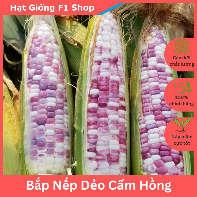 Hạt Giống Bắp Nếp Dẻo Cẩm Hồng Cao Cấp Sai Trái Nhiều Màu (236.F1)