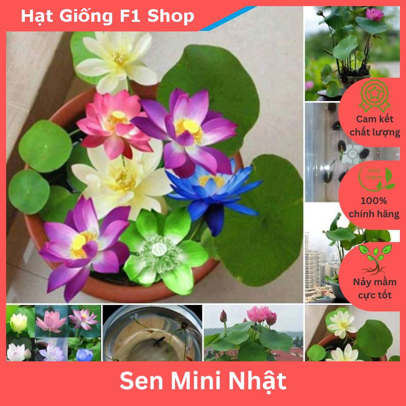 Hạt giống sen mini nhật nhiều màu mix