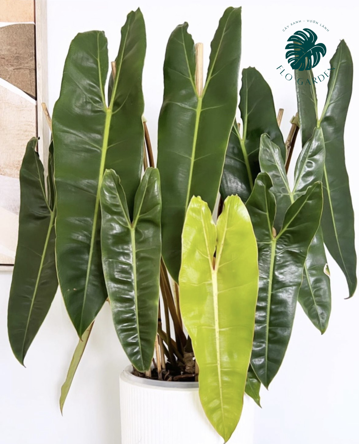 Philodendron Billietiae - Cây Trầu Bà Hạc Cam
