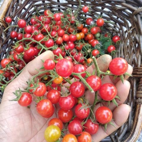 Hạt Giống Cà Chua Bi Rừng - ( Cà Chua Bi Dại - Gói 20 Hạt) - Dễ Trồng