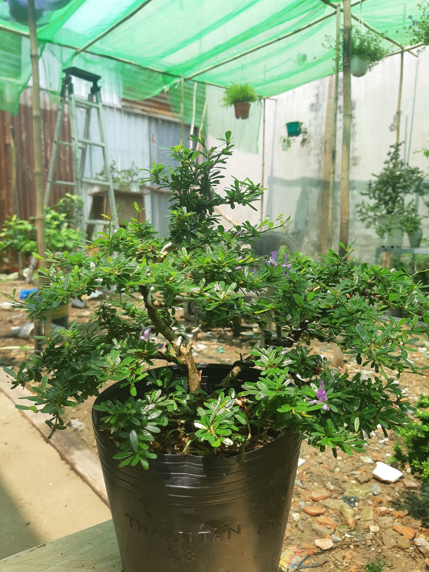 Linh sam86 BÔNG TÍM dáng BONSAI