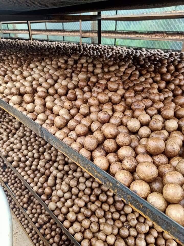 Hạt Macca 500gr Nứt Vỏ Tự Nhiên
