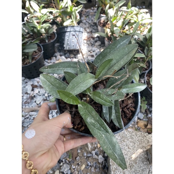 HOA LAN HỒ ĐIỆP RỪNG - HỒ ĐIỆP ĐÁ