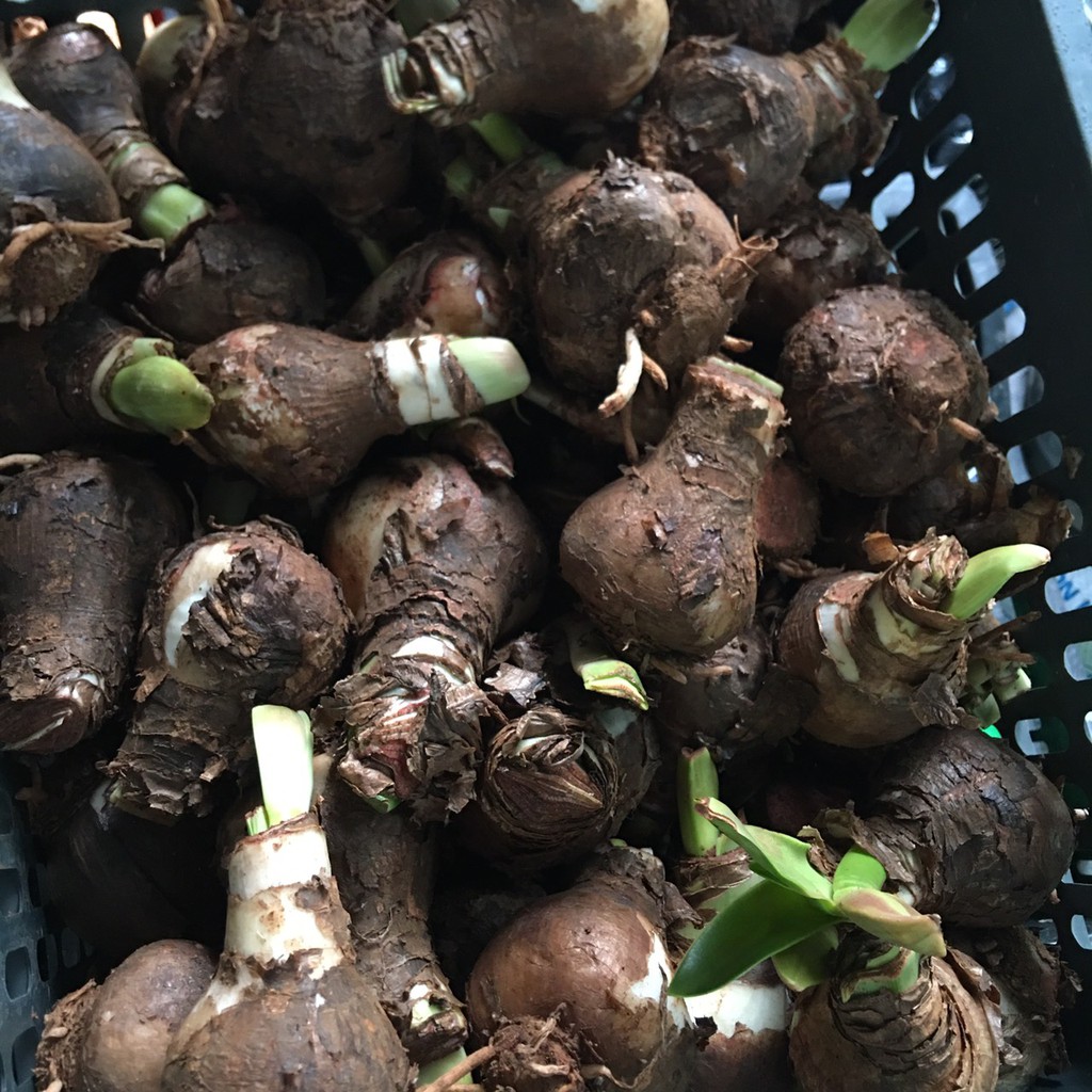 Củ lan huệ cho hoa màu đỏ nhung