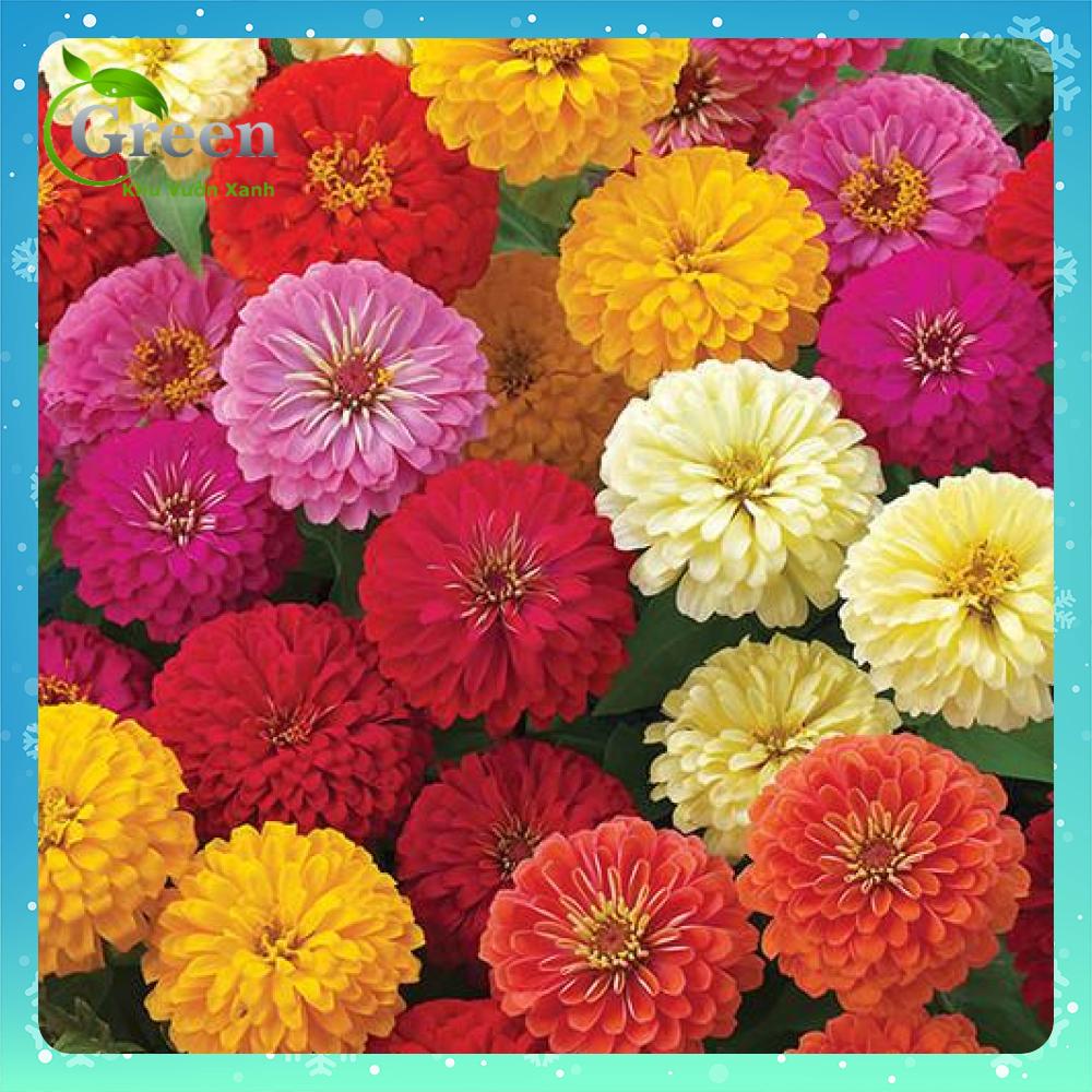 Hạt Giống Hoa Cúc Lá Nhám Kép (Cúc Zinnia) Nhiều Màu Trồng Quanh Năm, Nhanh Cho Hoa (Gói 0.1 gam ~ 20 hạt)