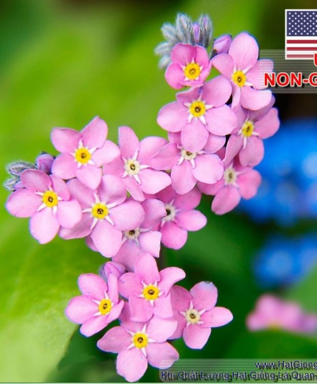 "Gói 100 Hạt " Hạt giống hoa lưu ly hồng