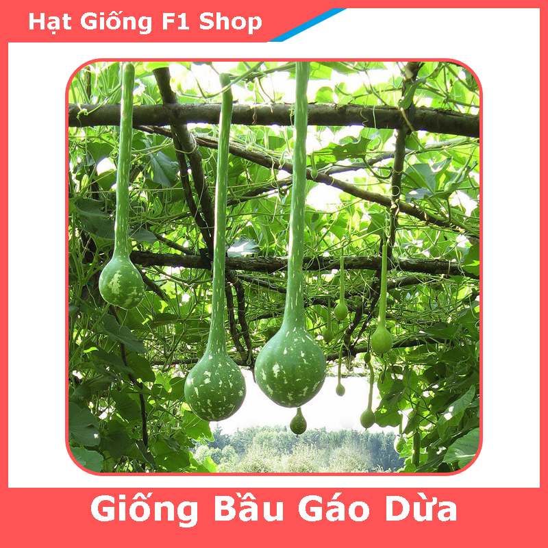 Hạt Giống Bầu Gáo Dừa Dễ Trồng (268.F1)