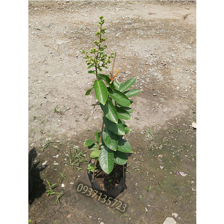 [HCM]cây bằng lăng tím cao từ 40-60 cm