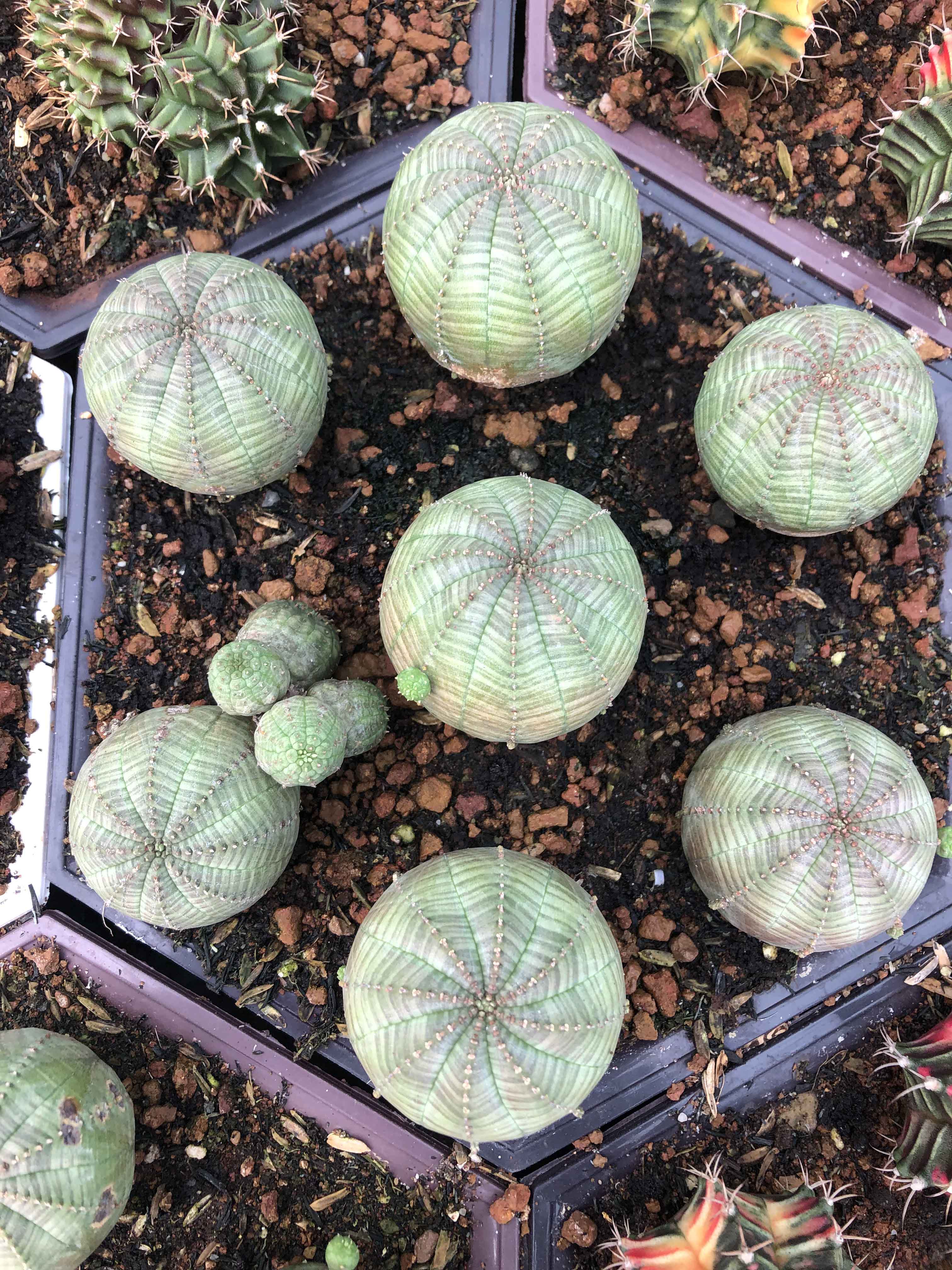 Xương rồng bóng chày Obesa