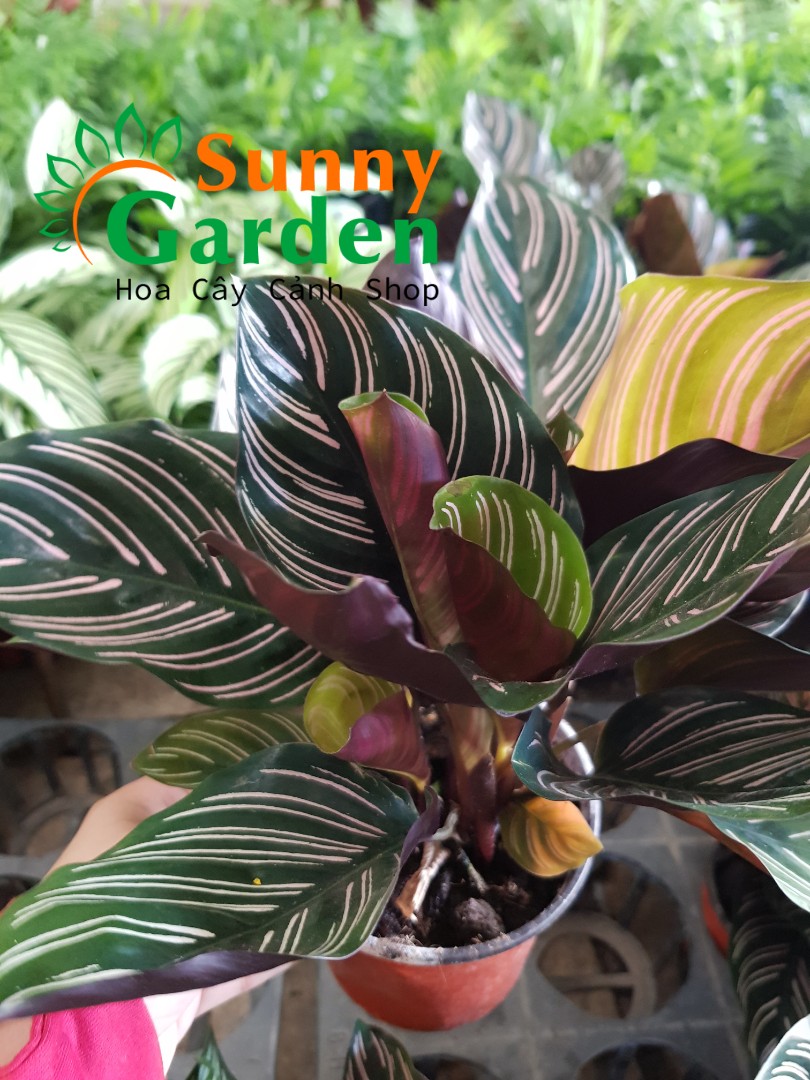 Cây Đuôi Công Sọc Tím - Chậu Phong Thủy Cây cảnh trang trí: Cây Đuôi Công thường được trồng nhiều ở văn phòng, nhà ở, công ty giúp căn phòng trở nên đẹp và sang trọng hơn