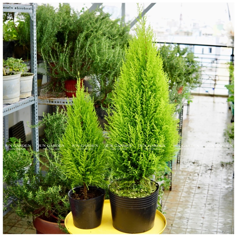 Tùng Thơm (Tùng Chanh) JUN GARDEN Trang Trí Noel Giáng Sinh Đẹp