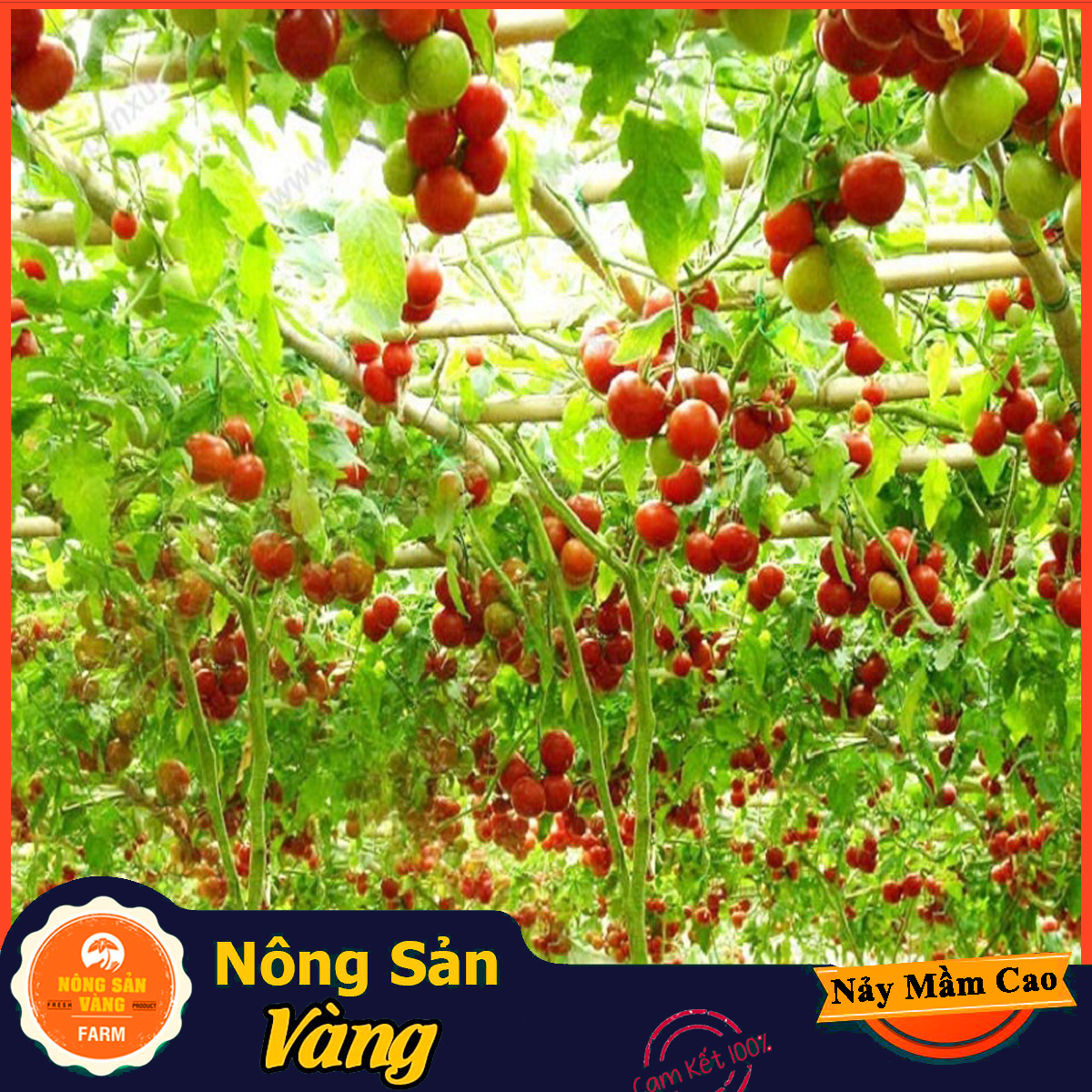 Hạt giống Cà Chua Leo Giàn, Năng Suất Cao (Gói 20 Hạt) - Nông Sản Vàng