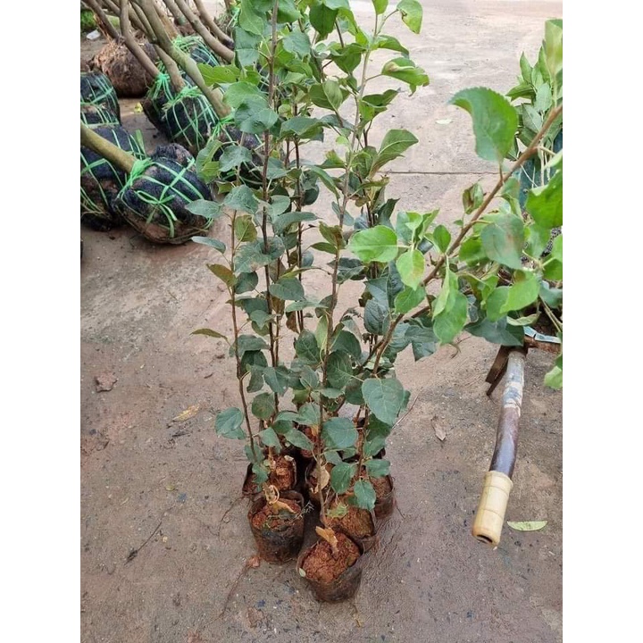 Giống Táo Đỏ Lùn F1 ( cây ghép siêu trái )
