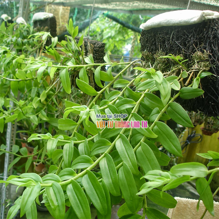 Bảng dớn trồng Lan kích thước 60x20x4cm