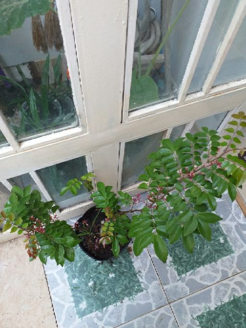 Cây khế nhật chua.(trái sớm)