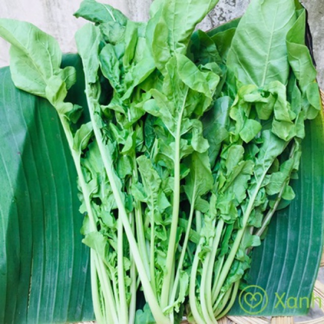 Hạt Giống Rau Cải ROCKET Cao Sản - F1