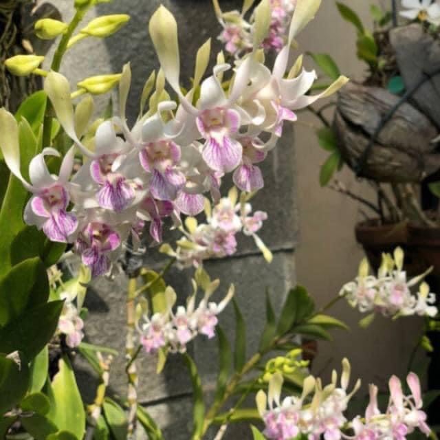 Hoa lan nắng thỏ hồng